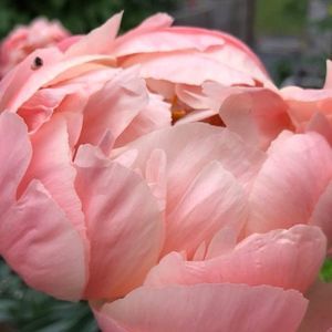 Meet your Posher, Ann